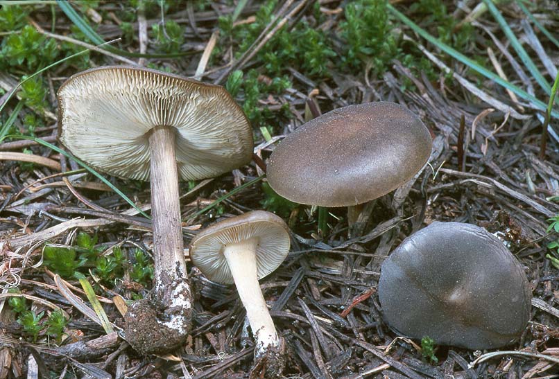 Melanoleuca angelesiana group